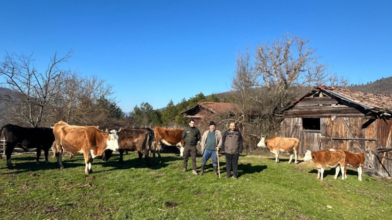 KAYBOLAN BÜYÜKBAŞ HAYVANLAR  DRONLA BULUNDU  