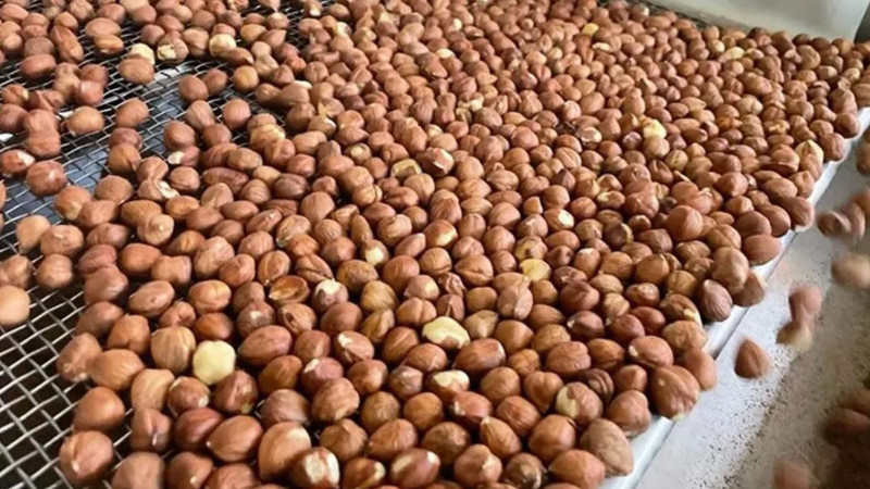 DÜZCE'DEN AB ÜLKELERİNE 8 AYDA 14 BİN 800 TON İÇ FINDIK İHRAÇ EDİLDİ