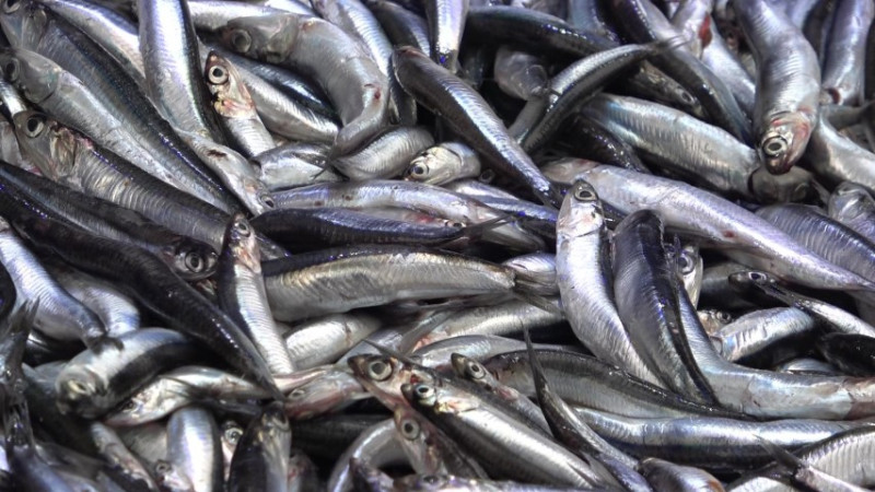 DENİZE KIYISI OLMAYAN ŞEHİRDE HAMSİNİN KİLOSU 50 TL’YE DÜŞTÜ, VATANDAŞ POŞET POŞET ALDI