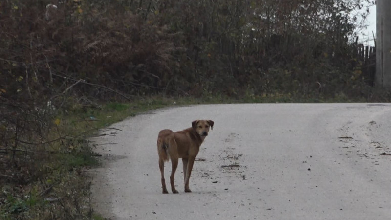 “BARINAKTAN SONRA KÖYDE  BAŞIBOŞ KÖPEK SAYISI ARTTI”