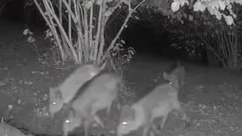 AYI VE YABAN DOMUZU SÜRÜSÜ KÖYE İNDİ