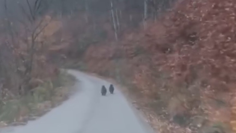 YOLA ANİDEN ÇIKAN İKİ YAVRU…