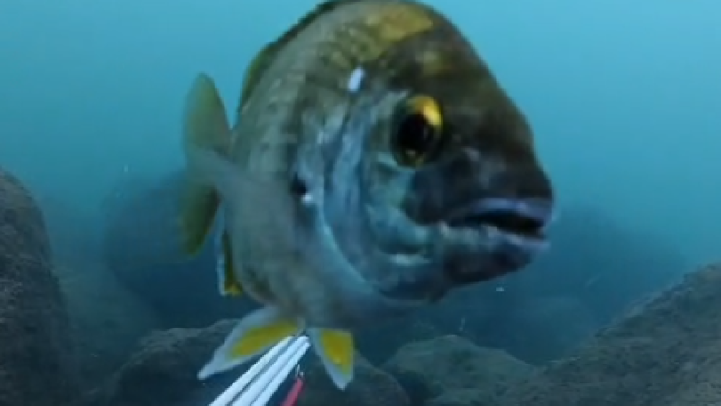 GÜLÜMSETEN KARŞILAŞMA  