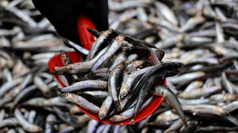 TEZGAHLARDA HAMSİ BOLLUĞU