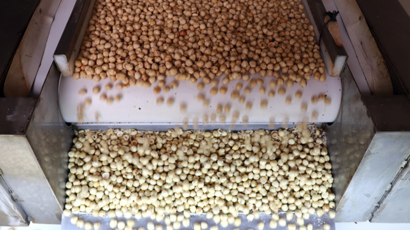 FINDIK İHRAÇ RAKAMLARI  2024’ÜN GERİSİNDE KALDI