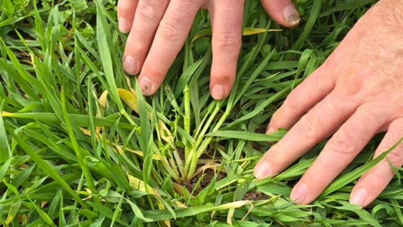 FENOLOJİK GÖZLEM ÇALIŞMALARI BAŞLADI