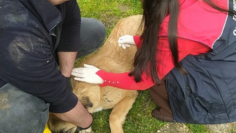 AŞILAMA VE ÇİP UYGULAMALARI YAPILDI