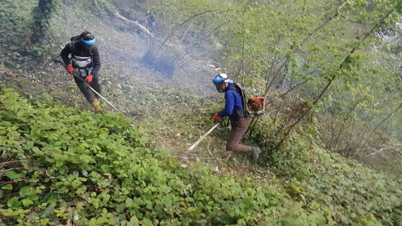 FINDIK BAHÇELERİNDE SON TIRPAN