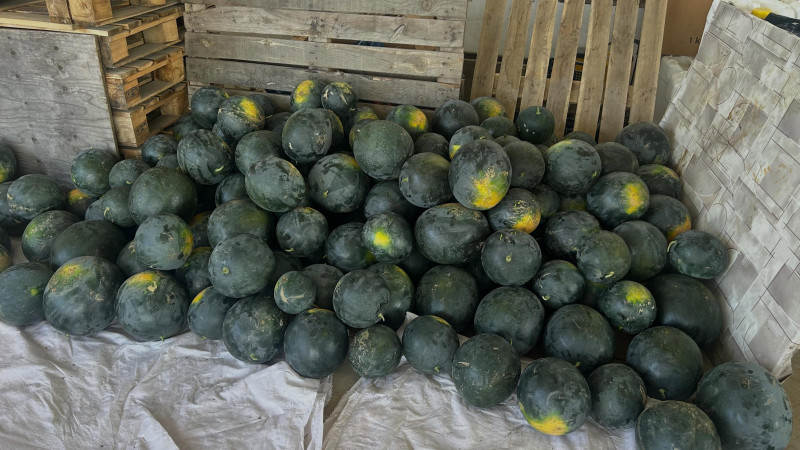 TARLADAN TEZGAHA SİYAH KARPUZ