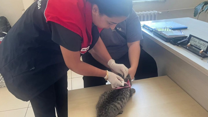 CUMAYERİ’NDE KEDİ VE KÖPEKLERE MİKROÇİP UYGULAMASI SÜRÜYOR
