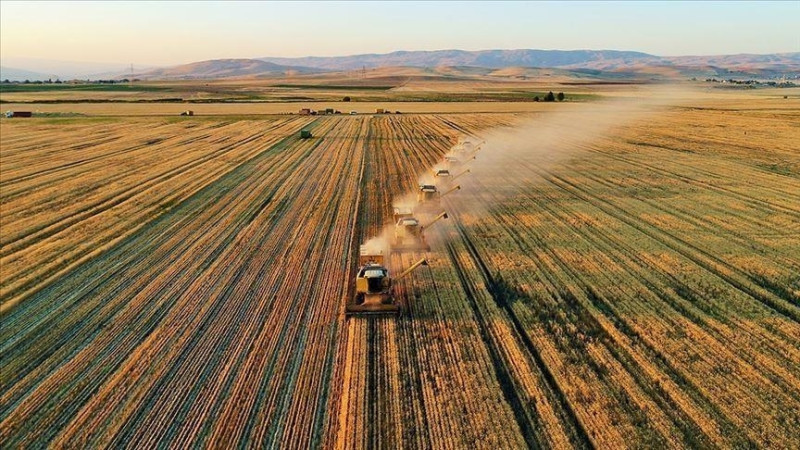  DÜZCE TARIMINI EN FAZLA ‘DON’ VURUYOR