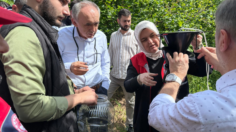 GÜMÜŞOVA’DA KAHVERENGİ KOKARCA İLE TUZAKLI MÜCADELE