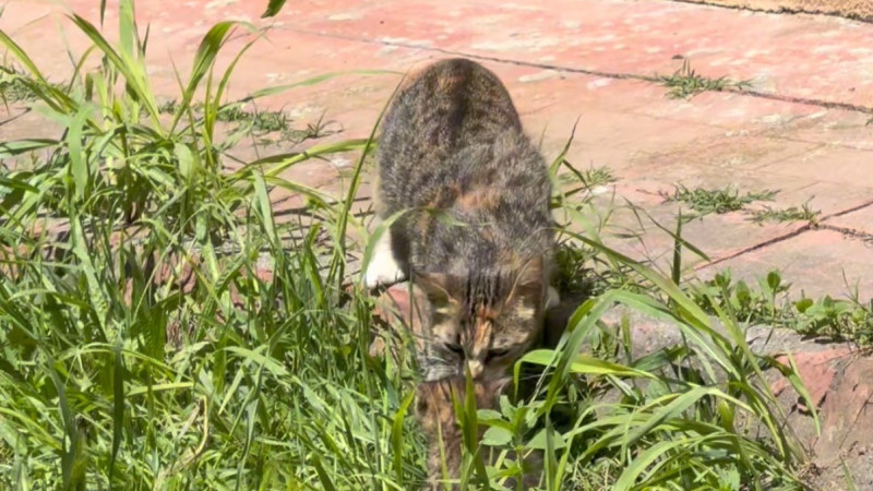 İTFAİYE EKİPLERİ 2 YAVRU KEDİYİ KURTARDI