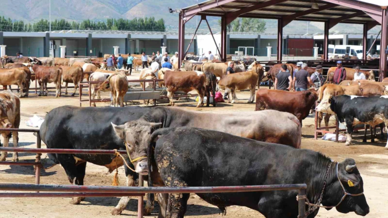 KURBAN BAYRAMI YAKLAŞIYOR! 2025 KURBANLIK FİYATLARI NE KADAR OLDU? 