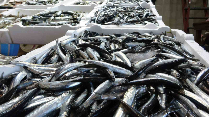 KARADENİZ’DE BALIK STOKLARI AZALIYOR