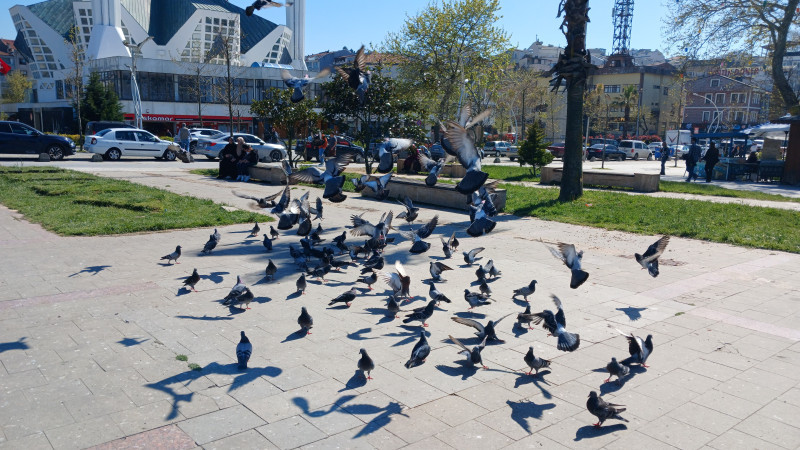 AKÇAKOCA'DA BAHAR HAVASI 