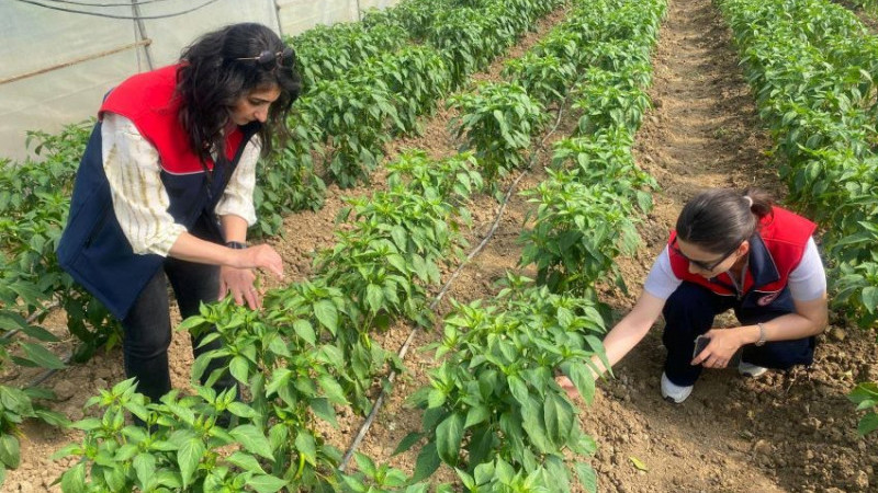 DÜZCE’DE SEBZE ÜRETİMİNE DESTEK VAR
