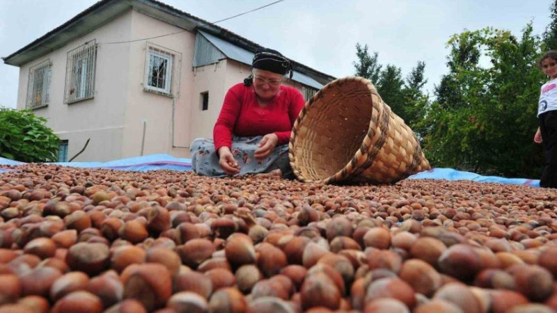  DÜZCE’DEN AB ÜLKELERİNE 12 BİN 851 TON FINDIK GÖNDERİLDİ