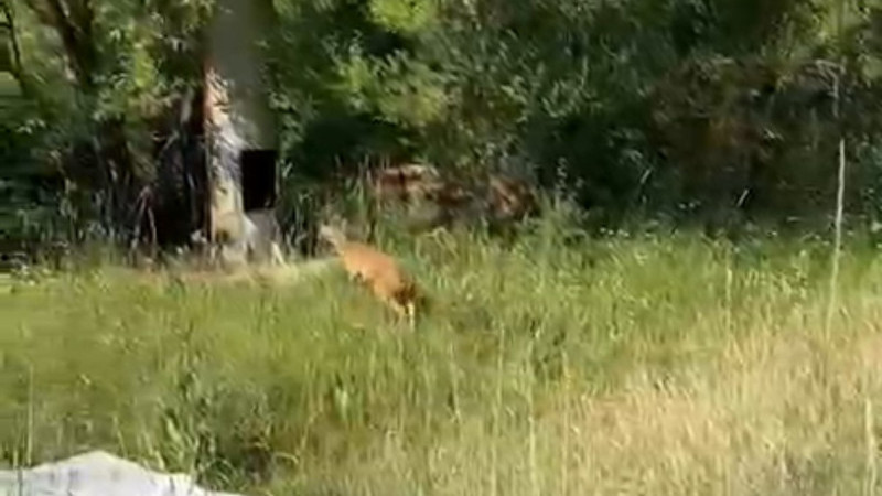 AYAĞI KIRIK KARACAYA ŞEFKAT 