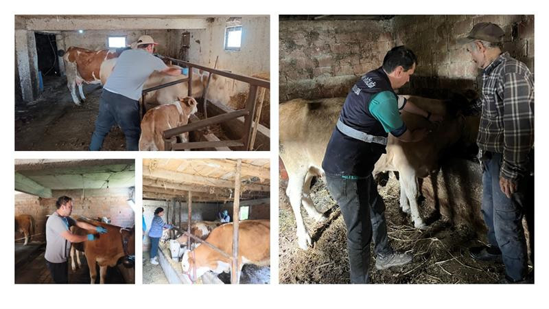DÜZCE’DE ŞAP HASTALIĞINA KARŞI YOĞUN MÜCADELE