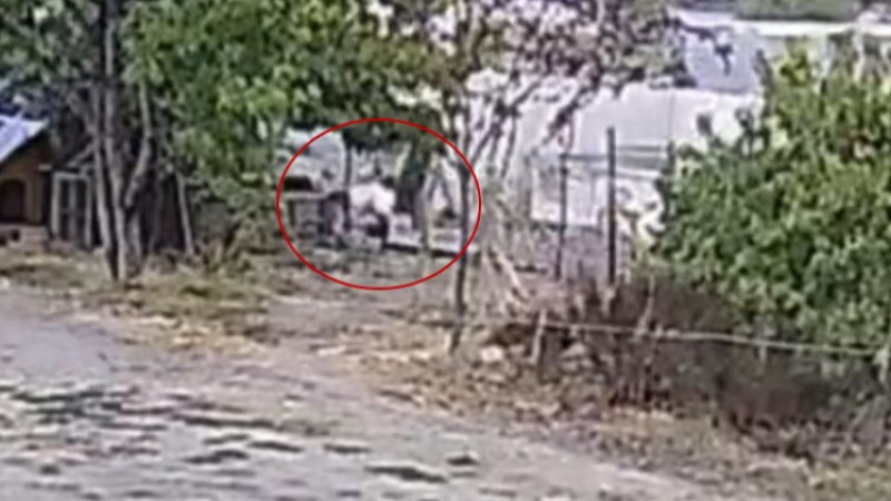 BAHÇEYE GİREN KÖPEKLER 20 TAVUĞU TELEF ETTİ 