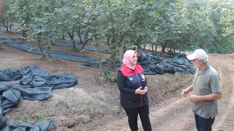 FINDIKTA HASAT FİLESİ UYGULAMASIYLA VERİM VE KALİTE ARTIYOR