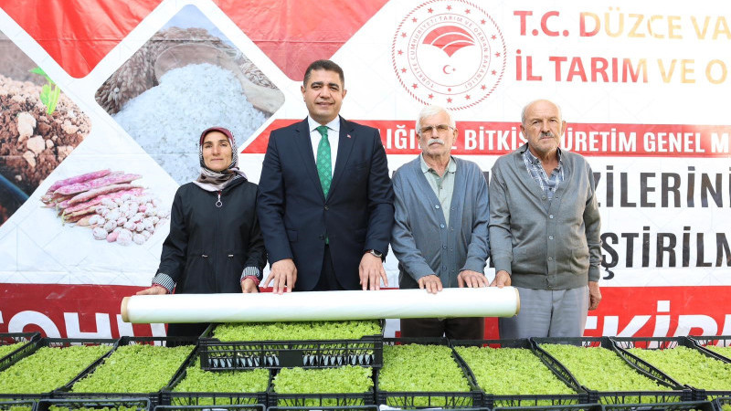 DÜZCE’DE YÜZDE 75 DESTEKLİ MARUL FİDESİ DAĞITILDI 