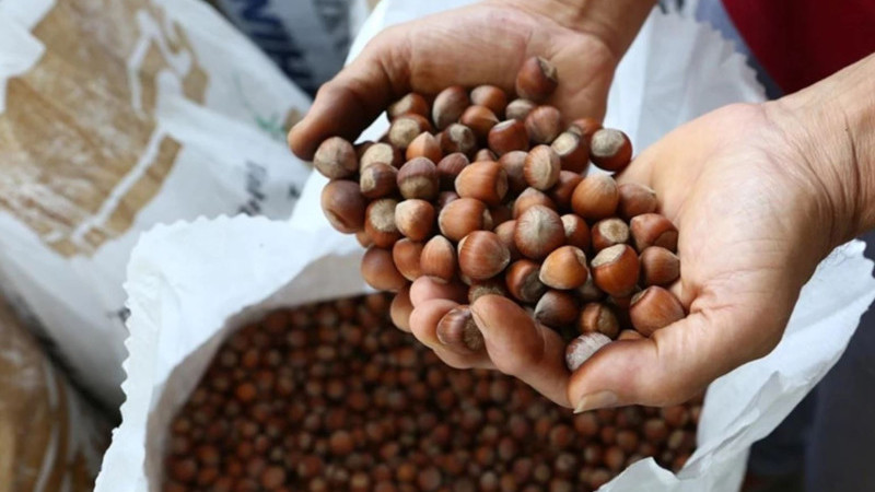 DÜZCE'DEN AB ÜLKELERİNE 15 BİN 278 TON İÇ FINDIK 