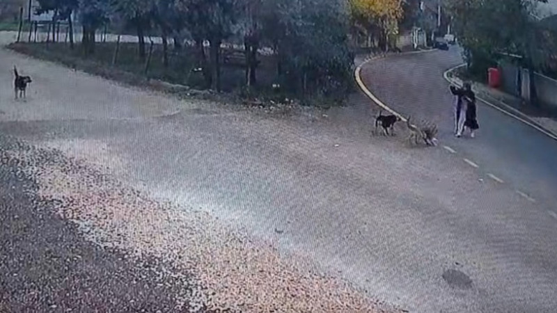 BAŞIBOŞ ‘TEHLİKE’ DEVAM EDİYOR