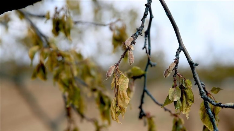 ZİRAİ DONDAN ETKİLENEN ÜRETİCİLERE 6,5 MİLYAR LİRALIK YENİ DESTEK ÖDEMESİ