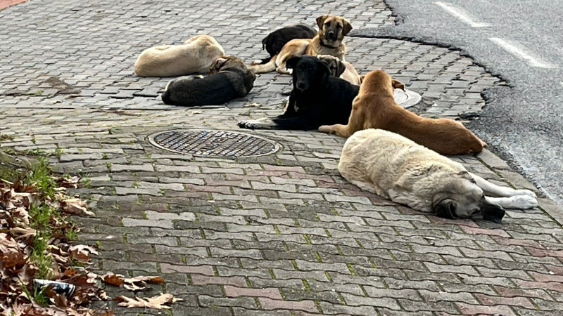 BAŞIBOŞ KÖPEK TEDİRGİNLİĞİ