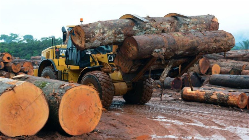 DÜZCE’DE ORMAN ÜRÜNLERİ İHRACATI ARTIYOR