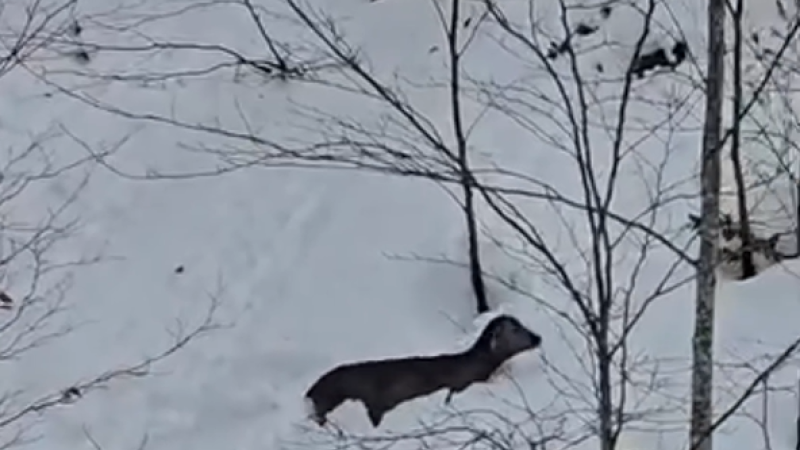 ‘İNSANLIK ÖLMEMİŞ DEDİRTEN’ ANLAR