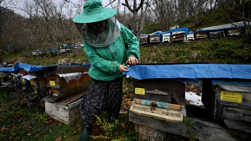 KADIN ARICI ATA MESLEĞİNİ 45 YILDIR SÜRDÜRÜYOR