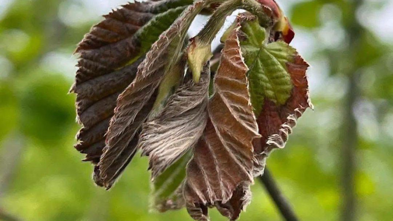 FINDIKTA YENİ SEZON ÖNCESİ KARA TABLO