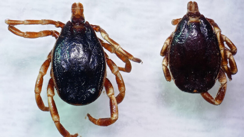 HAVALAR ISINDI, KENELERE DİKKAT