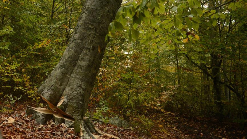 KESTİĞİ AĞACIN ALTINDA KALDI: DURUMU AĞIR