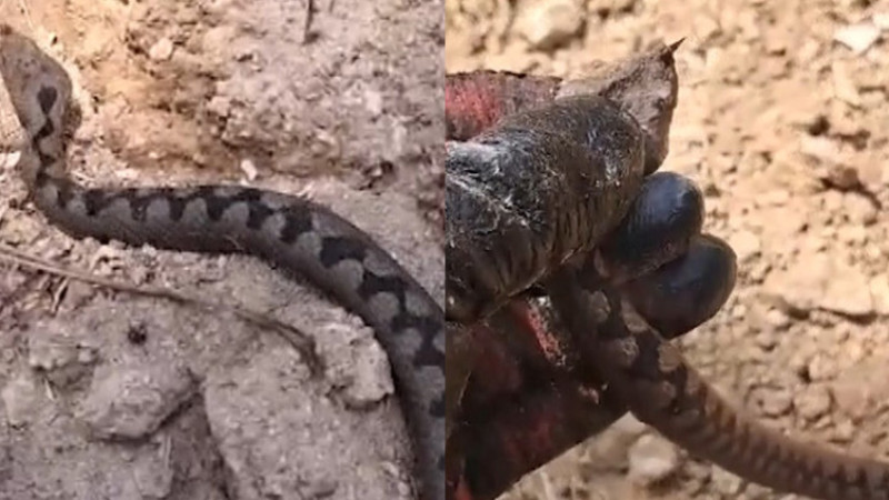 ORMAN İŞÇİLERİ TARAFINDAN BULUNDU