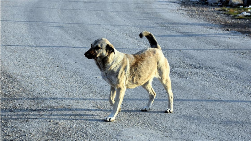 DÜZCE’DE TÜM SOKAK KÖPEKLERİ BARINAKLARA TOPLANACAK
