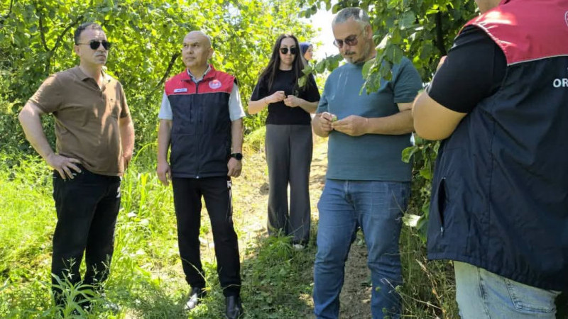 AKÇAKOCA’DA FINDIK REKOLTESİ İÇİN SAHA ÇALIŞMALARI SÜRÜYOR