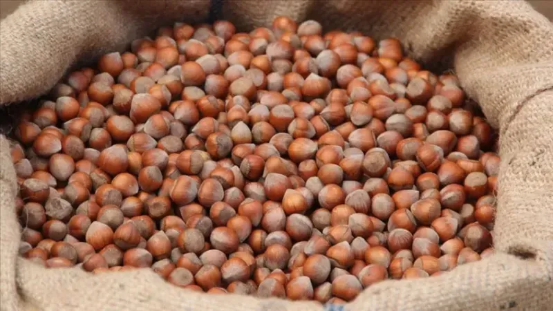 HASAT YAKLAŞTI, ÜRETİCİ FİYATA KİLİTLENDİ