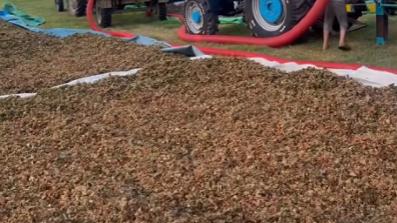 DÜZCE’DE SEZONUN İLK FINDIĞI HARMANA İNDİ