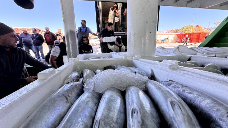 AKÇAKOCA’DA BALIKÇILAR KASA KASA PALAMUTLA LİMANA DÖNDÜ